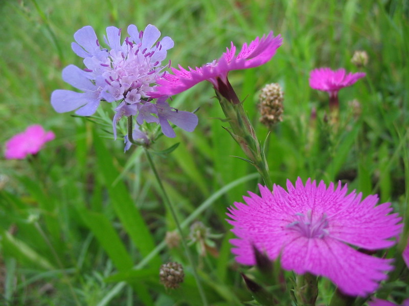 Il colore viola